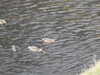20200908160109-DSCN5176.JPG
