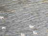 20200908160116-DSCN5177.JPG