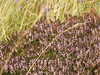 20200908160154-DSCN5181.JPG
