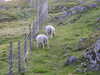 20200909184939-DSCN5223.JPG