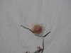 20200909192138-DSCN5268.JPG