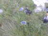 20200909195738-DSCN5333.JPG