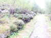 20200910151035-DSCN5422.JPG