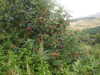 20200910152053-DSCN5431.JPG