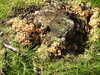 20200912120342-DSCN5565.JPG