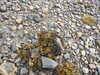 20200912121255-DSCN5578.JPG