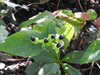 20200915132738-DSCN5794.JPG