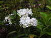 20200915132859-DSCN5801.JPG
