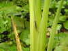 20200915132934-DSCN5805.JPG