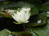 20200915133256-DSCN5822.JPG