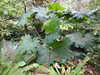 20200915133902-DSCN5846.JPG