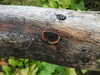 20200915134040-DSCN5853.JPG