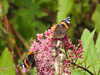 20200915141819-DSCN5932.JPG