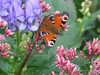 20200915142155-DSCF5661.JPG