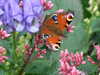 20200915142159-DSCF5662.JPG