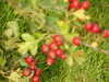 20200917081930-DSCN6049.JPG