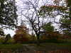 20201101133737-P1310933.JPG