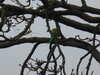 2020-11-08:Foots Cray Meadows
