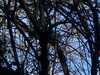 2020-12-20:Chislehurst pond
