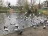 2021-01-01:Chislehurst Pond
