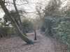 2021-01-09:Chislehurst Pond
