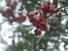 20210124130845-DSCF5749.JPG