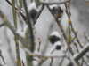 20210124131243-DSCN6341.JPG