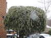 20210124133736-DSCN6406.JPG