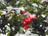 20210124140637-DSCN6460.JPG