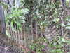 20210124142420-DSCN6500.JPG