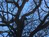 2021-02-23:Parakeets
