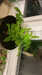 2021-03-02:Celery
