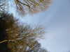2021-03-09:Chislehurst Pond
