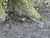 2021-03-16:Chislehurst-Robin
