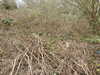 20210321103701-DSCN6830.JPG