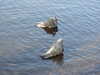 2021-03-30:Chislehurst-far-pond turtles

