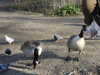 20210330155018-DSCN6890.JPG