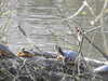 20210330161454-DSCN6928.JPG