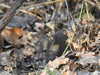 20210330162559-DSCN6932.JPG