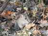 20210330162620-DSCN6933.JPG