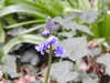 2021-04-10:Chislehurst pond
