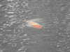 2021-04-11:Keston Ponds
