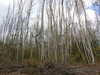 20210411135205-DSCN6979.JPG