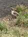 2021-04-13:Chislehurst Gosling

