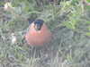 20210522163328-DSCN8151.JPG