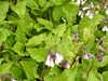 20210523124308-DSCN8265.JPG