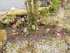 20210523130158-DSCN8298.JPG