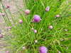 20210523130229-DSCN8300.JPG
