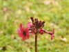 20210523134234-DSCN8402.JPG