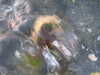 20210526203407-DSCN8736.JPG